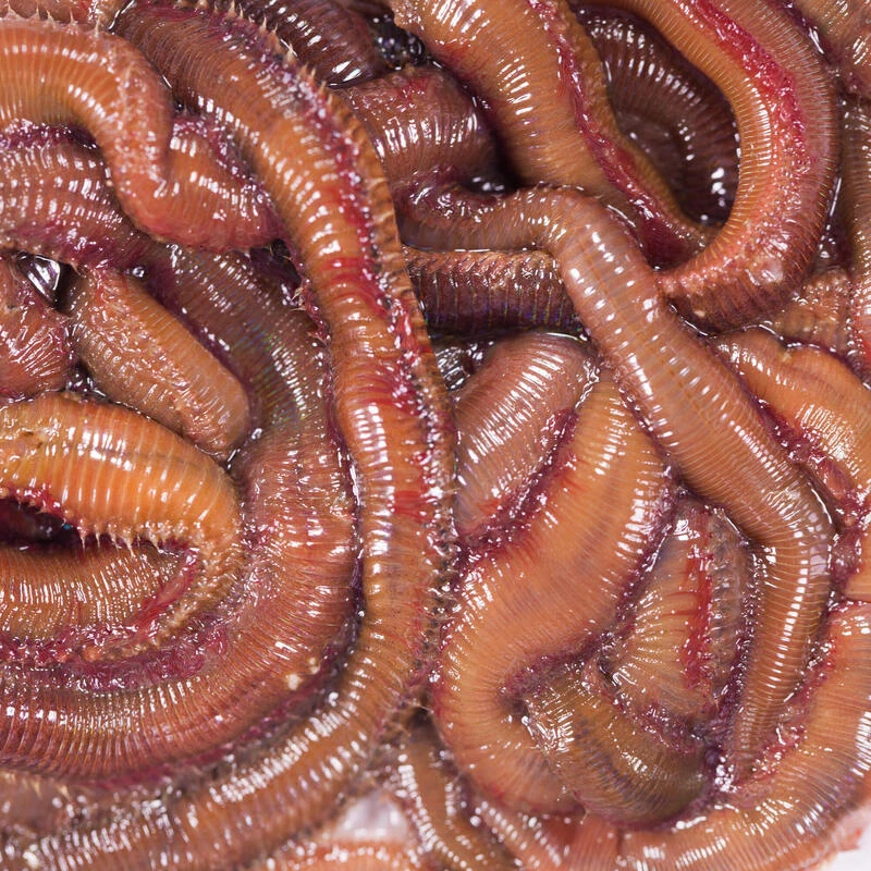 No Brand Appâts Vivants De Pêche En Mer - Vers Mourons (Pistiches) X6/7