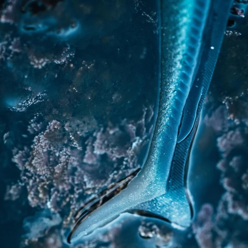 COMBO Leurres Souples Shad Lançon EELO 110 8gr AYU/BLEU â Image 3